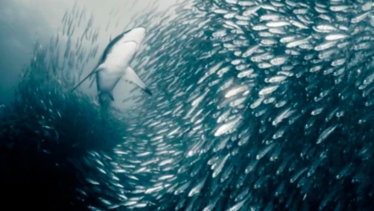 Trung tâm Y tế Cleveland Clinic (Mỹ) từng công bố 3 loại cá "tốt nhất thế giới", được đánh giá "bổ của bổ", nên bổ sung vào thực đơn hàng tuần. Đáng chú ý, cả ba loại cá này đều phổ biến ở Việt Nam.
