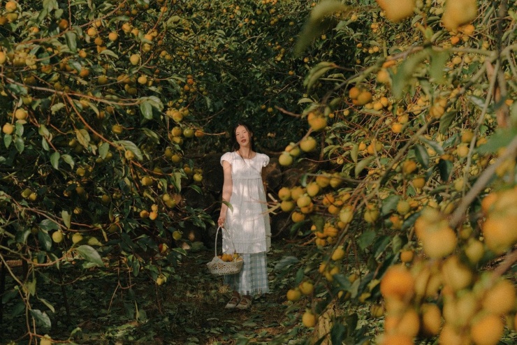 Chỉ cách Hà Nội khoảng 200 km, cao nguyên Mộc Châu vào mùa thu mang một vẻ đẹp trầm lắng, quyến rũ mà khác biệt hoàn toàn so với mùa xuân rực rỡ hay mùa hè sôi động. Ảnh Vũ Trung Hải