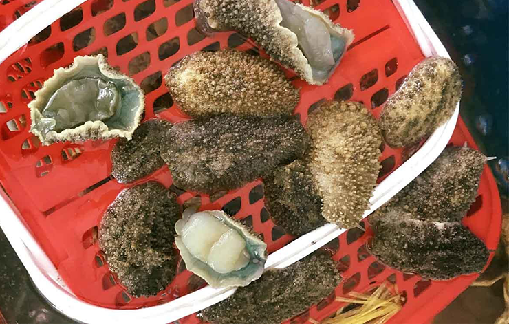 Loại hải sản nhìn vẻ ngoài có phần xấu xí này lại gây sốt nhờ độ giòn sần sật, vị ngọt thanh như bào ngư, càng nhai càng thấy thơm, càng ăn càng thấy cuốn. Dù có giá tới 160.000 đồng/kg, nhiều người vẫn săn mua vì hương vị lạ miệng của nó.
