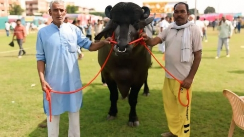 Cận cảnh con trâu khổng lồ có giá 23,7 tỷ đồng.