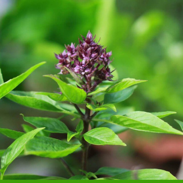 Húng quế chứa vitamin, khoáng chất, chất chống oxy hóa giúp cải thiện sức khỏe khi thời tiết lạnh.