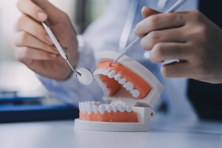 Hedgehog đóng vai trò chính trong việc phát triển của xương.