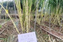 Ruộng mía cho khách… “hái trộm” vào ban đêm, tiền vẫn “ting ting” ầm ầm