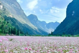 Lang thang miền Bắc theo mùa hoa dịp cuối năm