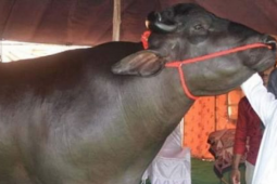 Con trâu màu đen giá 70 tỷ, anh nông dân vẫn "chưa ưng bán"