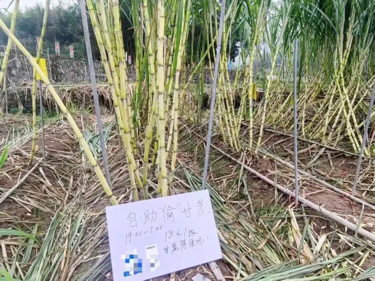 Ruộng mía cho khách… “hái trộm” vào ban đêm, tiền vẫn “ting ting” ầm ầm - 1