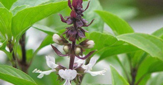 4 lý do nên ăn lá húng quế khi thời tiết lạnh