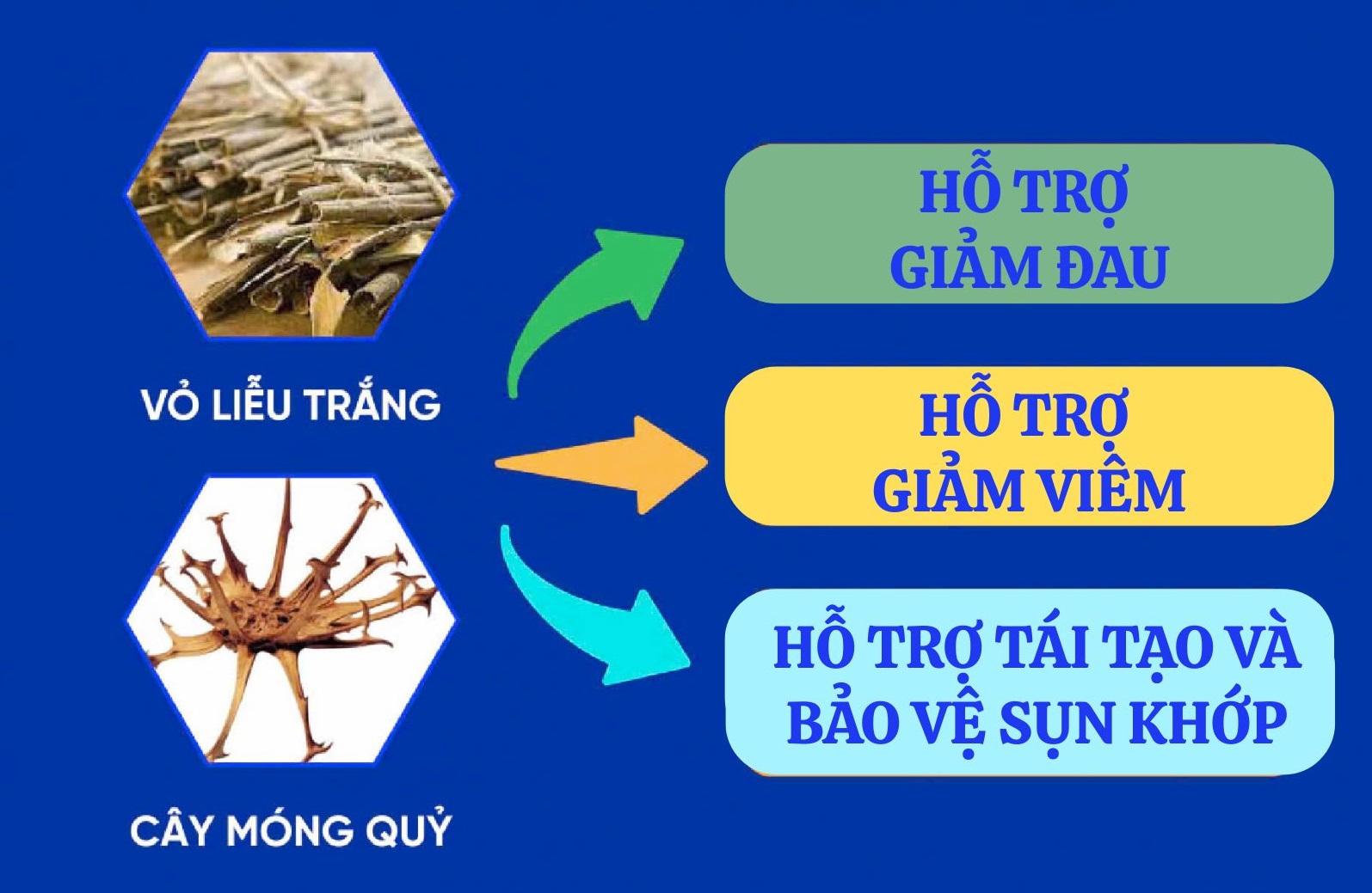 Bách Niên Kiện chứa chiết xuất vỏ liễu trắng - Hỗ trợ giảm đau, giảm viêm khớp do thời tiết, an toàn với dạ dày