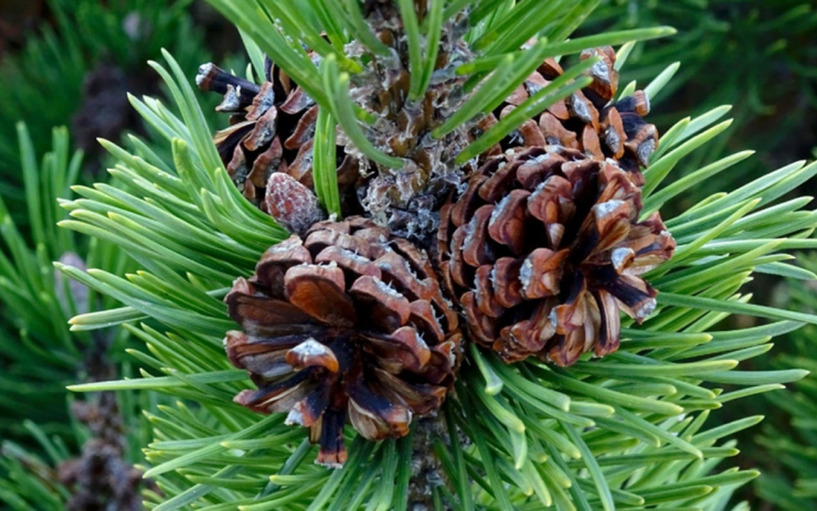 Loại hạt đắt đỏ bậc nhất thế giới, ở Việt Nam xưa rụng đầy gốc ít ai nhặt - 1