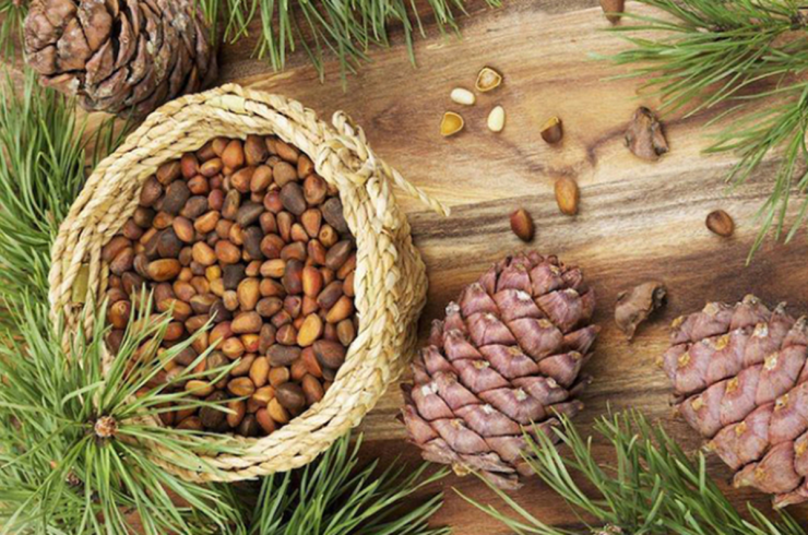 Hạt thông giàu dưỡng chất. Ảnh minh họa.