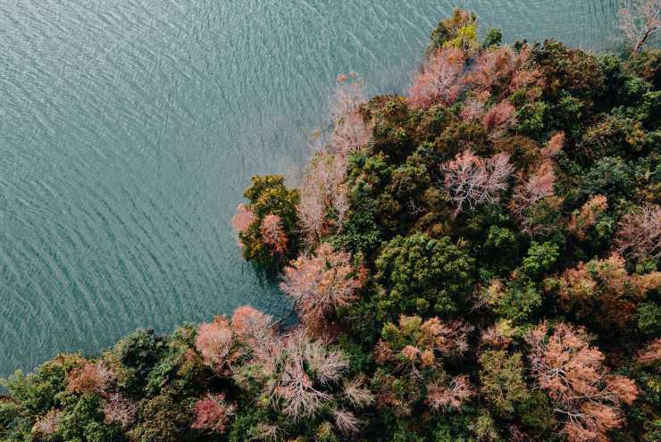 Rừng phong hương Quảng Trị đổi màu đẹp như "trời Âu"