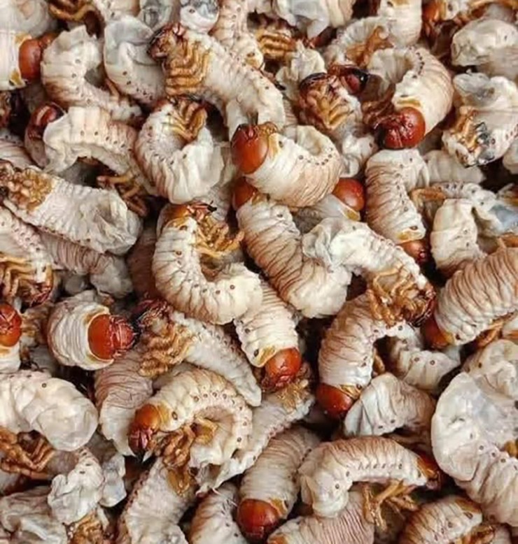 Ở những cánh đồng ven sông Vệ (Quảng Ngãi) hoặc khu vực xã‍ Trà‍ My, tỉnh Quảng Nam cũ (nay là Đà Nẵng), có một loài ấu trùng béo múp, trắng ngà, nhìn 'ghê sợ' nhưng là đặc sản vô cùng nổi tiếng, đó là con sùng đất.
