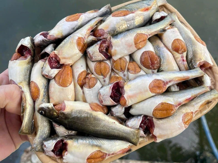 Bụng cá căng tròn, trứng vàng ươm - đây là hình ảnh của một loài cá báo hiệu mùa mưa đã về trên những dòng kênh miền Tây. Mỗi năm chỉ có một mùa, cá chốt trứng vì thế trở thành món đặc sản được săn tìm dù giá chẳng hề rẻ.
