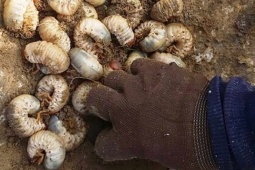 Thị trường - Tiêu dùng - Loài đặc sản nhìn thì ghê nhưng là "thần dược cho đàn ông", xưa bị hắt hủi nay hóa mỏ vàng