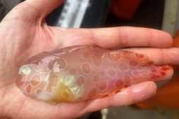 Tin tức sức khỏe - 3 loại cá đang ‘làm mưa làm gió’ vì công dụng bổ xương khớp cực bất ngờ!