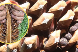 Loại hạt đắt đỏ bậc nhất thế giới, ở Việt Nam xưa rụng đầy gốc ít ai nhặt