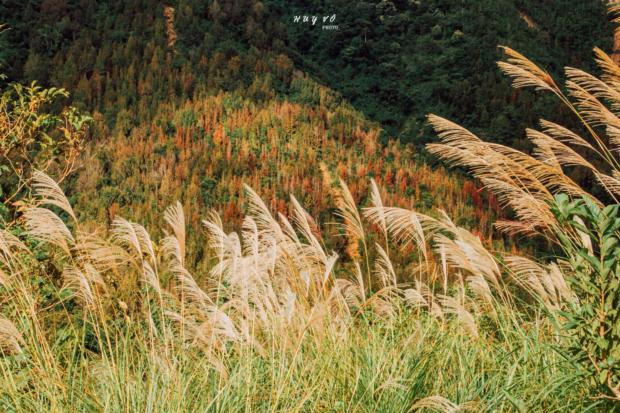 Rừng phong hương Quảng Trị đổi màu đẹp như "trời Âu" - 8