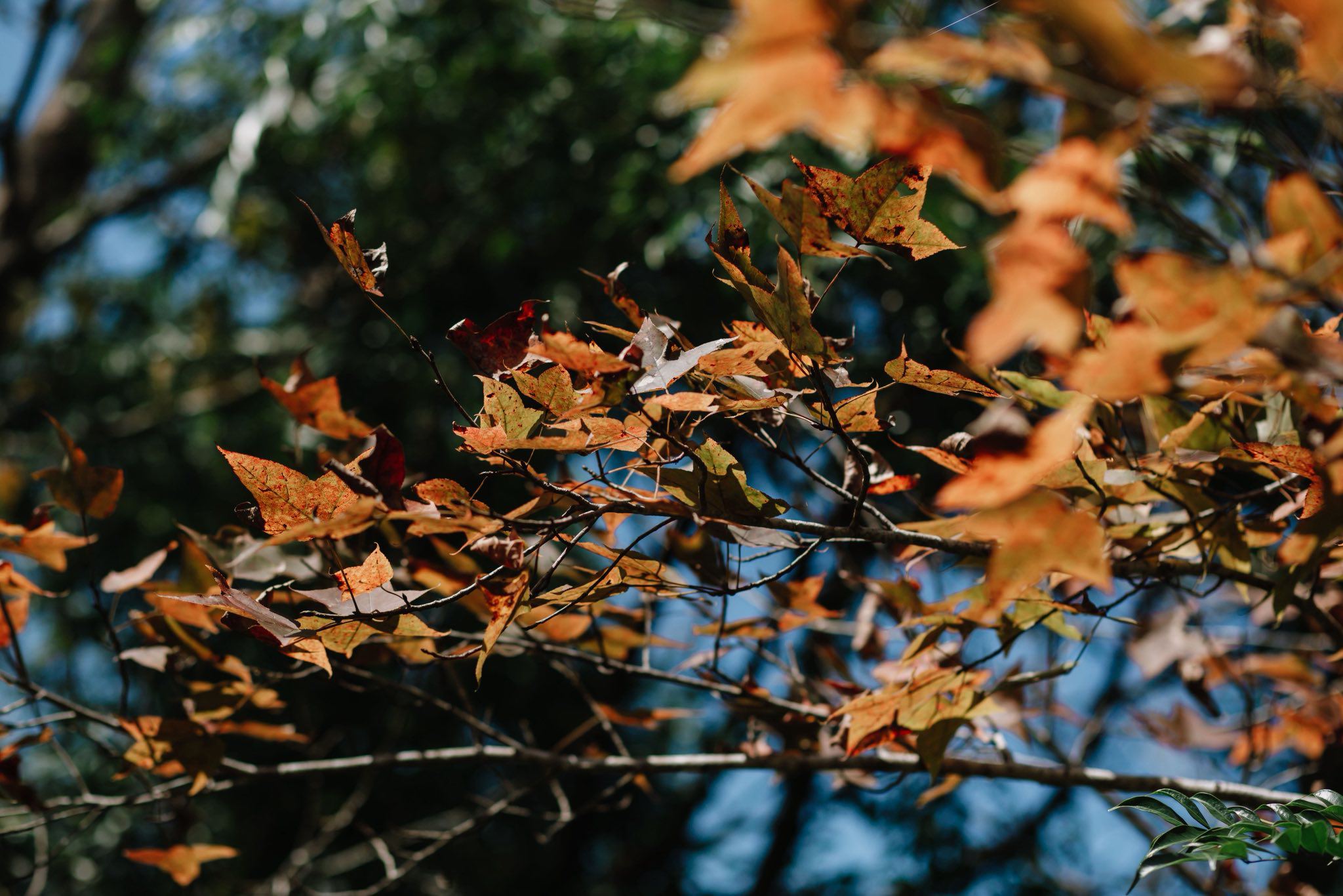 Rừng phong hương Quảng Trị đổi màu đẹp như "trời Âu" - 9