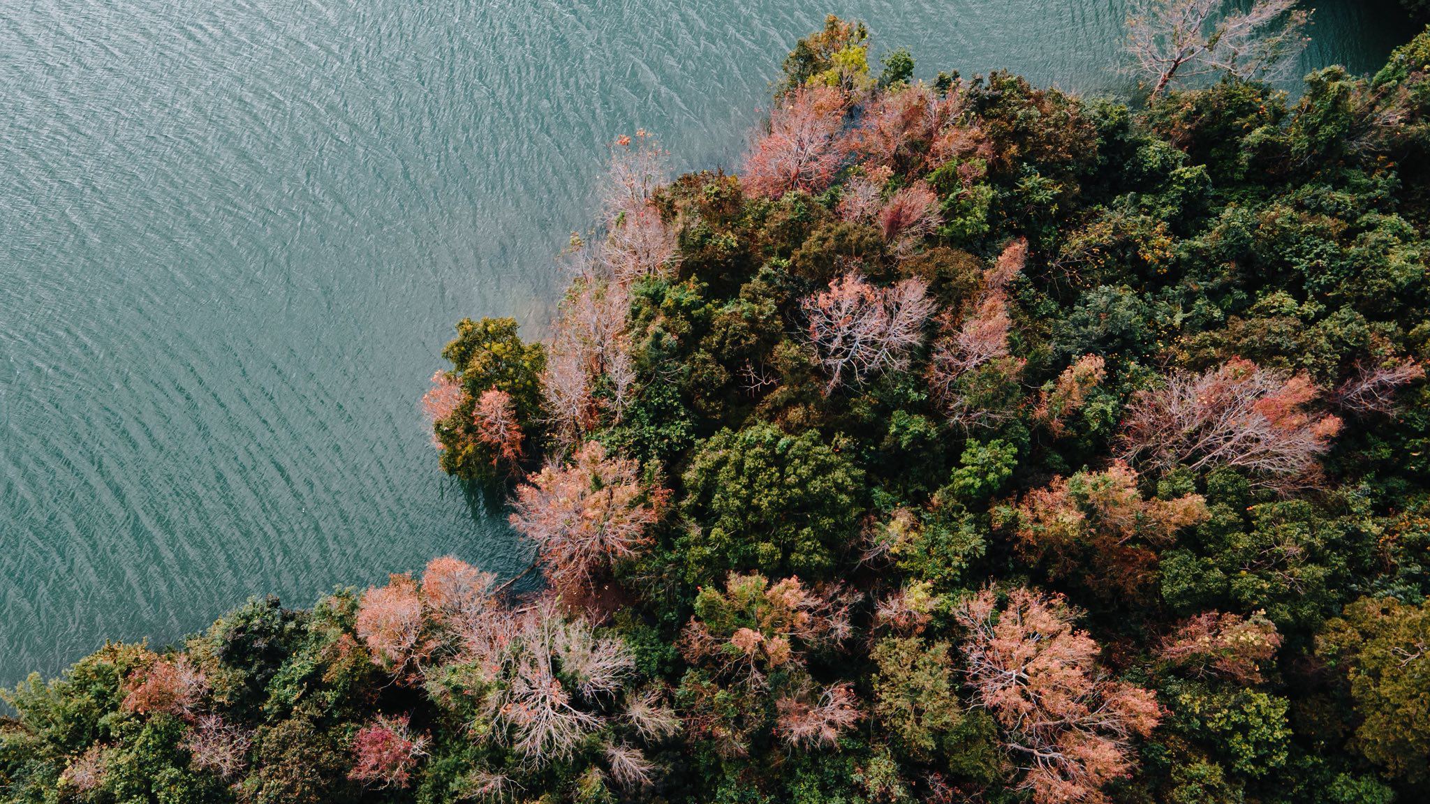 Rừng phong hương Quảng Trị đổi màu đẹp như "trời Âu" - 2