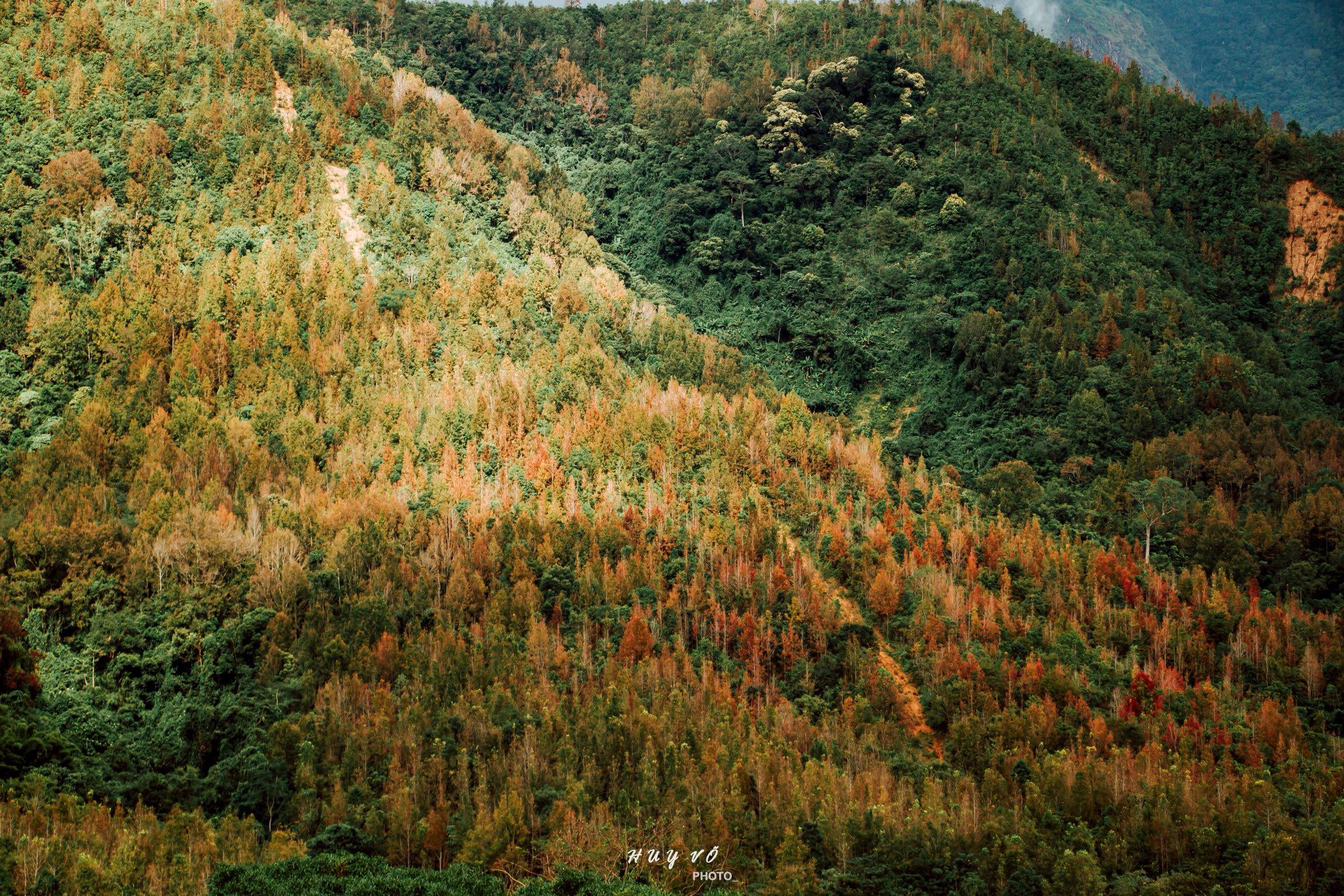 Rừng phong hương Quảng Trị đổi màu đẹp như "trời Âu" - 7