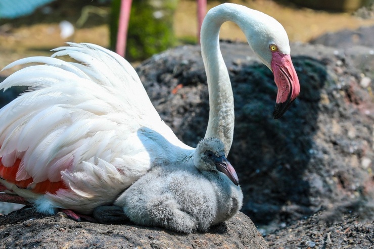 Kỳ tích hồng hạc con đầu tiên chào đời tại Thảo Cầm Viên sau 20 năm - 2