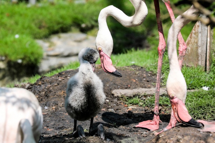 Kỳ tích hồng hạc con đầu tiên chào đời tại Thảo Cầm Viên sau 20 năm - 1