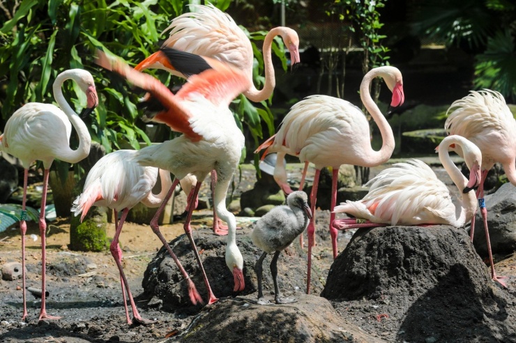 Kỳ tích hồng hạc con đầu tiên chào đời tại Thảo Cầm Viên sau 20 năm - 3