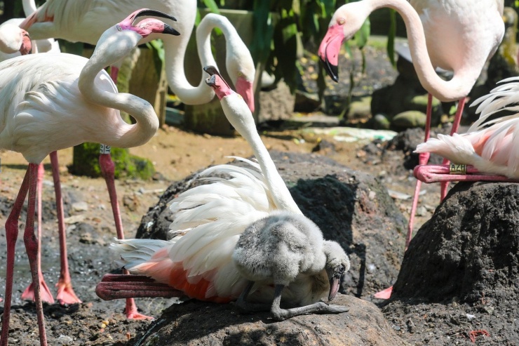 Kỳ tích hồng hạc con đầu tiên chào đời tại Thảo Cầm Viên sau 20 năm - 4