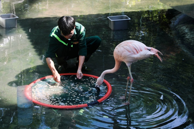 Kỳ tích hồng hạc con đầu tiên chào đời tại Thảo Cầm Viên sau 20 năm - 6