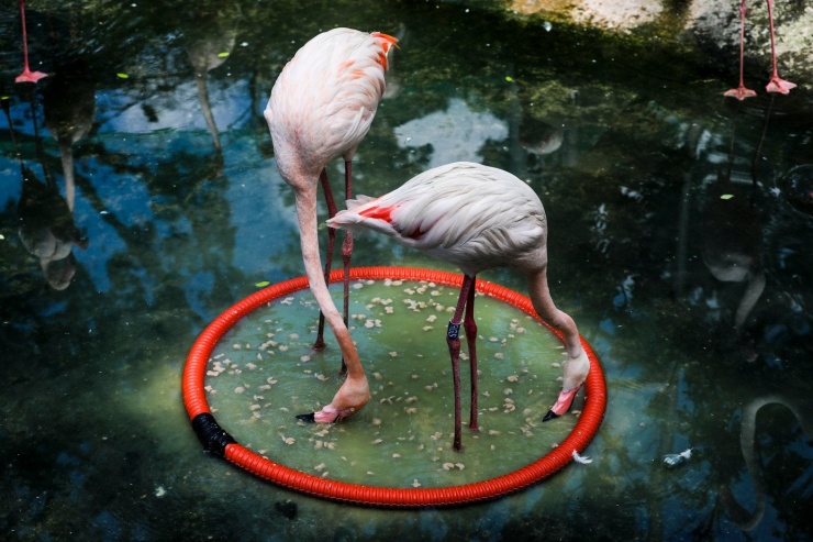 Kỳ tích hồng hạc con đầu tiên chào đời tại Thảo Cầm Viên sau 20 năm - 7