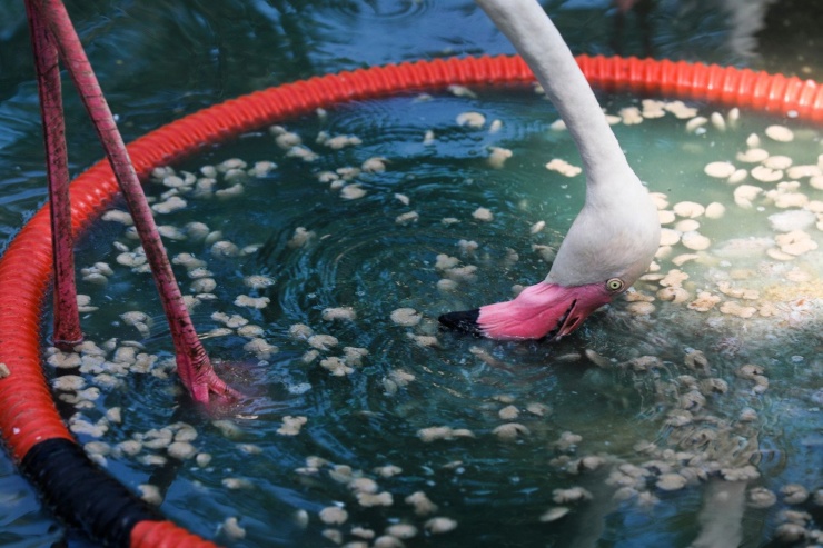 Kỳ tích hồng hạc con đầu tiên chào đời tại Thảo Cầm Viên sau 20 năm - 8