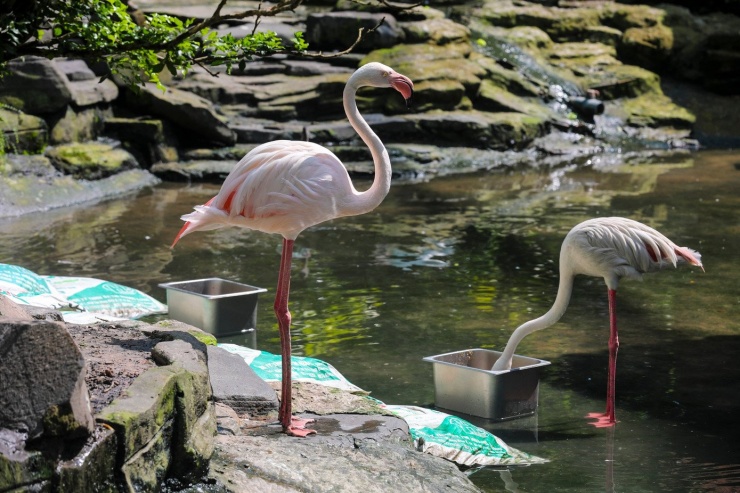 Kỳ tích hồng hạc con đầu tiên chào đời tại Thảo Cầm Viên sau 20 năm - 9