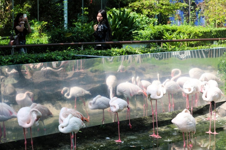 Kỳ tích hồng hạc con đầu tiên chào đời tại Thảo Cầm Viên sau 20 năm - 10