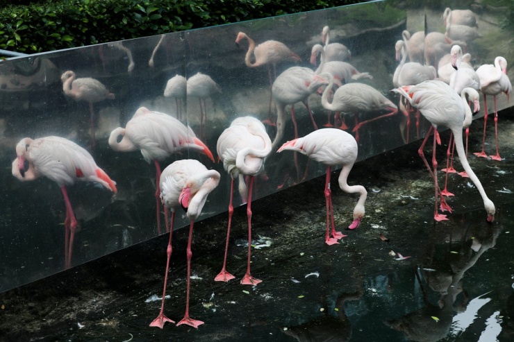 Kỳ tích hồng hạc con đầu tiên chào đời tại Thảo Cầm Viên sau 20 năm - 12