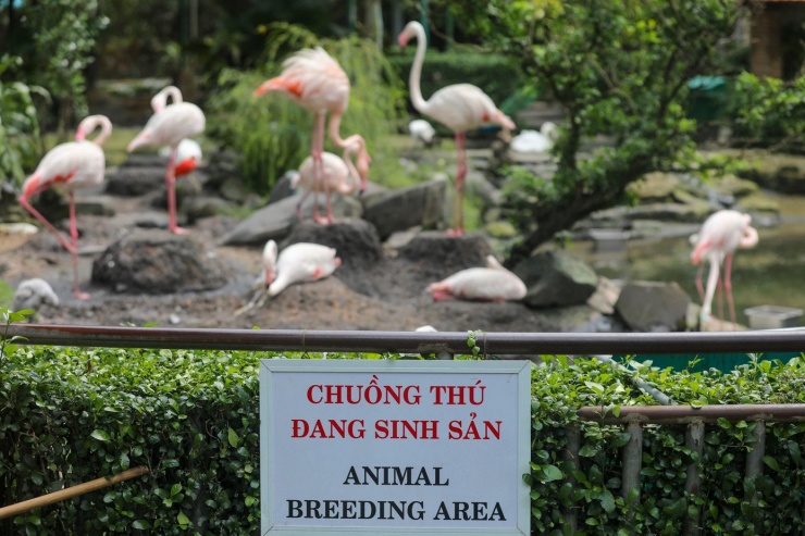 Kỳ tích hồng hạc con đầu tiên chào đời tại Thảo Cầm Viên sau 20 năm - 11