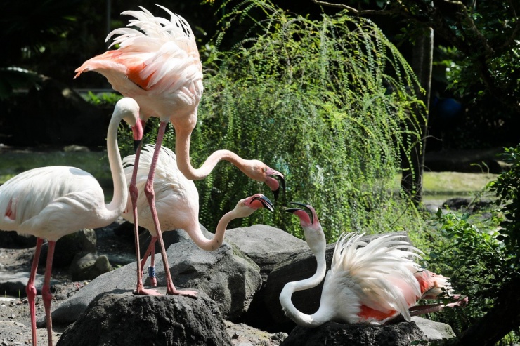 Kỳ tích hồng hạc con đầu tiên chào đời tại Thảo Cầm Viên sau 20 năm - 14