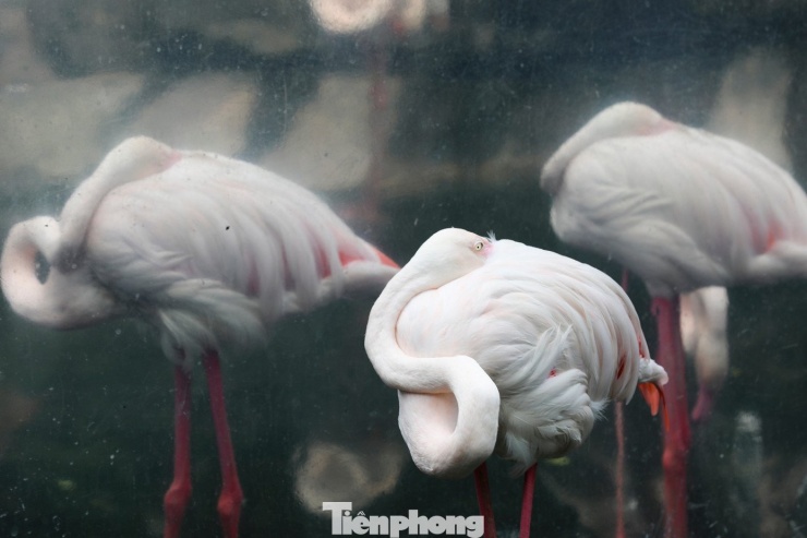 Kỳ tích hồng hạc con đầu tiên chào đời tại Thảo Cầm Viên sau 20 năm - 13