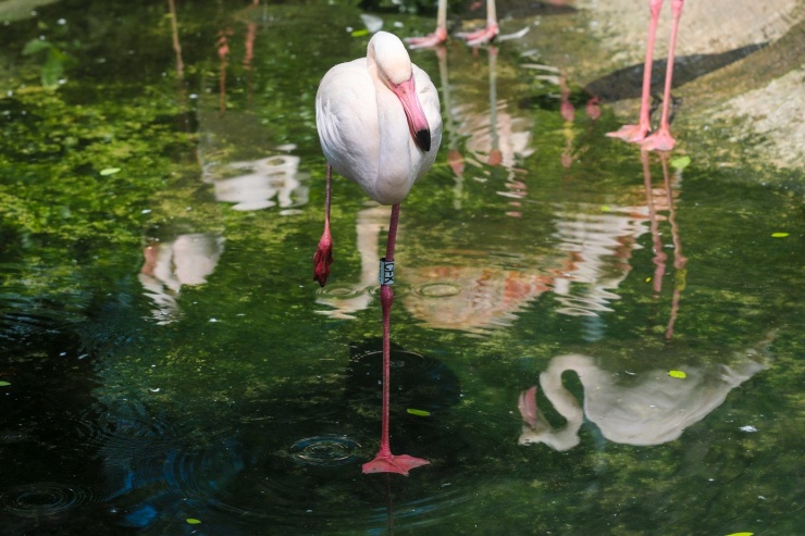 Kỳ tích hồng hạc con đầu tiên chào đời tại Thảo Cầm Viên sau 20 năm - 15