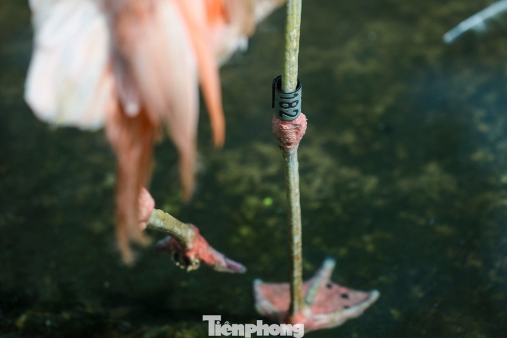 Kỳ tích hồng hạc con đầu tiên chào đời tại Thảo Cầm Viên sau 20 năm - 16