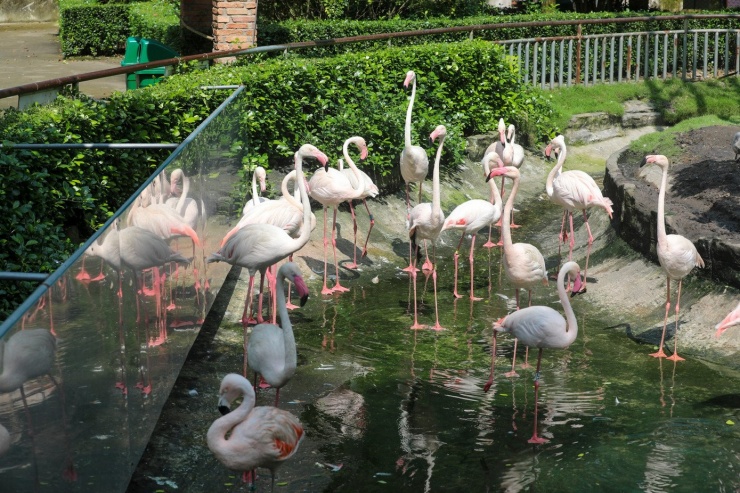 Kỳ tích hồng hạc con đầu tiên chào đời tại Thảo Cầm Viên sau 20 năm - 17