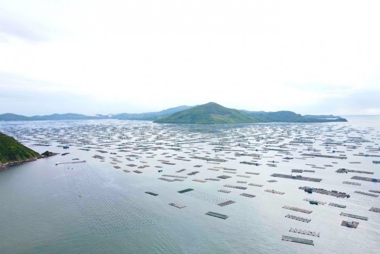 Ghi nhận của PV Tiền Phong, tại vịnh Xuân Đài, tỉnh Đắk Lắk người dân đang nuôi trồng 537 bè/27.000 lồng nuôi tôm hùm, khoảng 1.500 lao động làm việc.