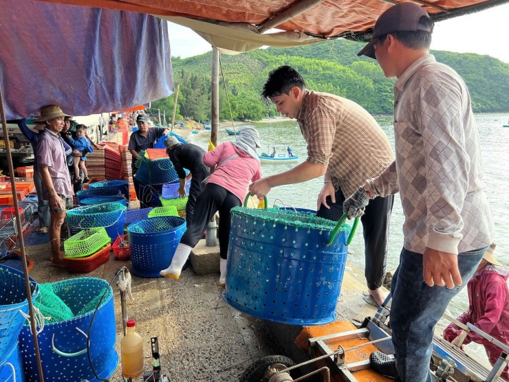 Những sọt tôm hùm cập bến sớm, thu gom để tránh bão đổ bộ.