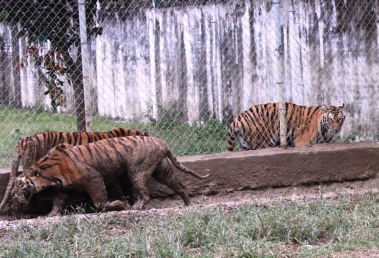 Đàn hổ 9 con được hộ dân ở Thanh Hóa nuôi nhốt nhiều năm.