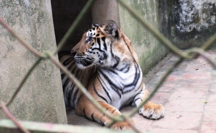 Đàn hổ dự kiến được chuyển giao cho cơ sở nuôi ở Hà Nội.