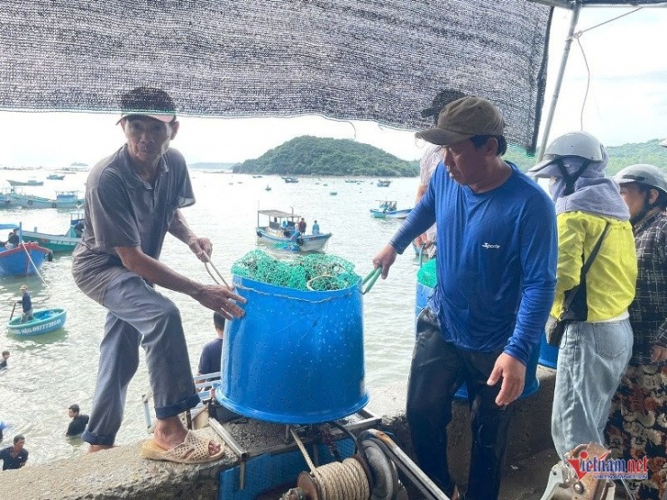 Bị ép giá nhưng người dân chấp nhận bán sớm tôm hùm để giảm thiệt hại. Ảnh: Trần Hoàn