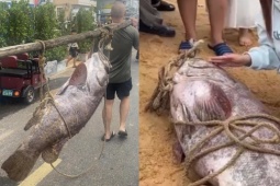 Ngư dân bắt được “thủy quái” khổng lồ: Nặng như heo, vài người mới khiêng nổi