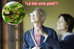 Tin tức sức khỏe - Loại lá ví như &quot;hồi sinh phổi&quot; ở Nhật cực đắt đỏ nhưng ở Việt Nam “rẻ như cho”