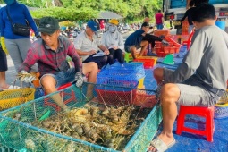 Tin tức trong ngày - Thủ phủ tôm hùm lớn nhất miền Trung 'chạy bão'