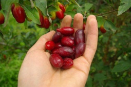 Tin tức sức khỏe - Mất ngủ mạn tính suốt nhiều năm: Điều bất ngờ nào giúp ngủ ngon sâu giấc, tinh thần phấn khởi