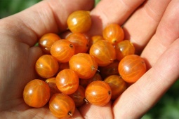 Tin tức sức khỏe - Trào ngược dạ dày, thực quản vốn rất khó dứt điểm nhưng vẫn cải thiện được là nhờ cách gì?